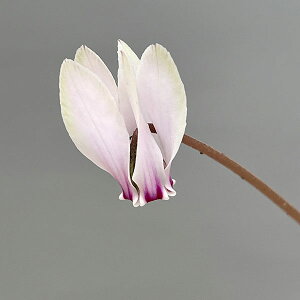 Ԃ̕c/VNinjFwftHE Ffzy260646z3|bgyi̔z