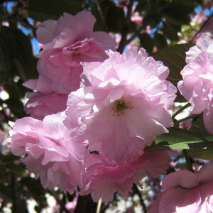 Ԗ ؂̕c/iTNjFaiifUNj~͎d5A