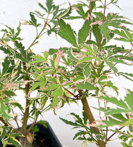 Ԗ ؂̕c/~WFH߁inSj4|bg