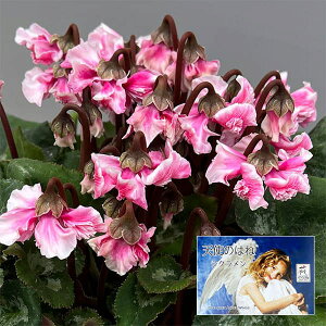 VNF|̓Vĝ͂ ɏىV[Yi25-07j5Ayi̔z