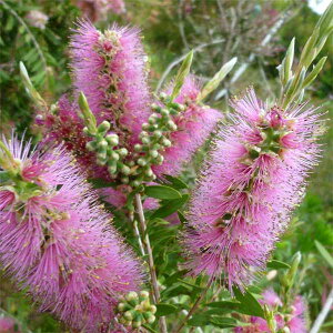 Ԗ ؂̕c/JXeFsNA}4-5|bg