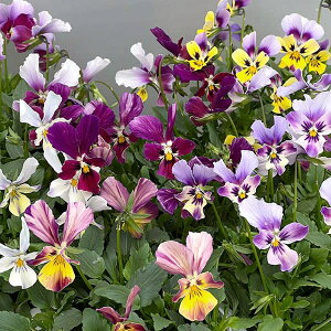 Ԃ̕c/rIFJn[c rbgEBOX3.5|bg