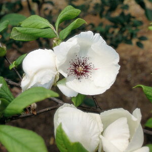 Ԗ ؂̕c/AJVF}Rfh3.5|bg