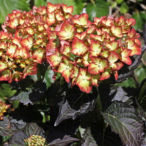 Ԗ ؂̕c/AWTCFCgE}CEt@C[ 3|bg