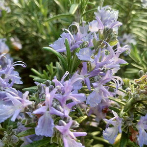 n[u̕c/[Y}[ijFXs[fB[3|bg