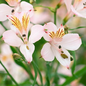 /AXgAFOcCgsNVF[hiy[sNVF[hj1