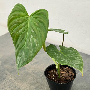 �ϗt�A��/�t�B���f���h�����F�}�W�F�X�e�B�b�N 3���|�b�g