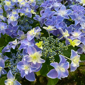 Ԗ ؂̕c/AWTCFĖPiEVEzEuj3|bg