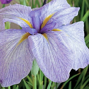 Ԃ̕c/niVEuiԏҊjFiRAI]j3|bg