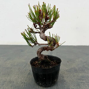 �R�쑐�̕c/�A�J�}�c�i�ԏ��j�F�l�W���i�ȕt�j�|�b�g�A��