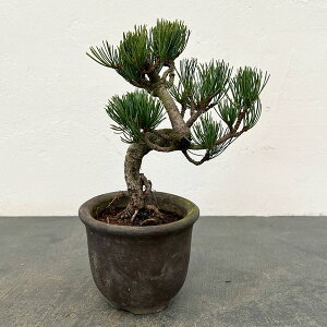 �S���E�}�c�i�ܗt���j�F���i�~�� 25-04