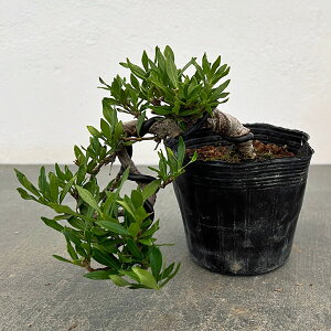 �R�쑐�̕c/�N�`�i�V�F�ꐡ�@�t�i���R�d���āj3���|�b�g25-01