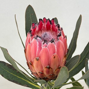 Ԗ ؂̕c/[UEt@[ZNg]veAFI[XgXsN 5A