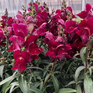 Ԃ̕c/[]iLM\EjFubNvX3.5|bg 12Zbg