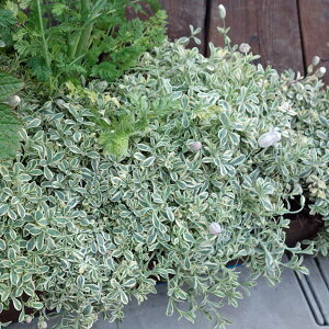 Ԃ̕c/[]VlFjt[EoGK[^2.5-3|bg 12Zbg