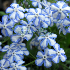 Ԃ̕c/[]ulFX^[[ACY 3.5|bgiNcj 12Zbg