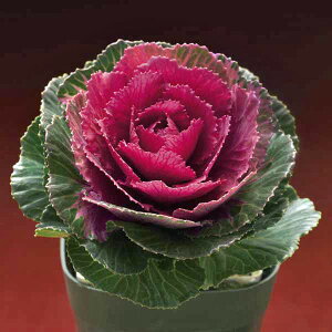 Ԃ̕c/[]n{^Fv`iP[ V[C3.5|bg 12Zbg