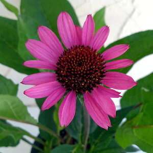 Ԃ̕c/[]GLiZAFt@^AgNV3.5|4|bg 12Zbg