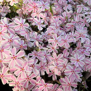 []VoUNiōj F^}miK(̗j3|bg 12Zbg