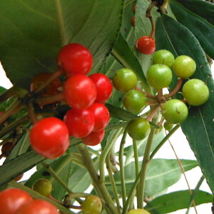 SiJ^`oijFg񂹐A5A[t]