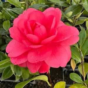 Ԗ ؂̕c/ցicoLjFʋe 4|bg