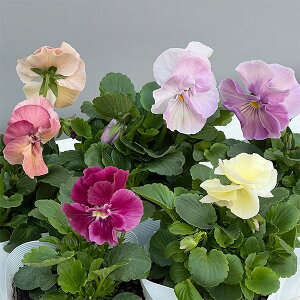 Ԃ̕c/pW[id炫jF͂炫 x[3.5|bg 3Zbg