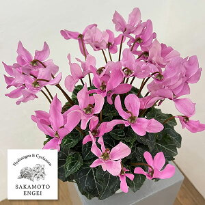 VNFI[gWCi25-03j5Ayi̔z