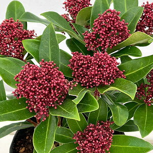 �Ԗ� ��؂̕c/�X�L�~�A�F���x�X�^ �I�v�e�B�}4.5���|�b�g