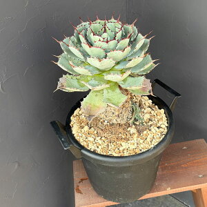 �ϗt�A��/�A�K�x�F�g�ˊ��i�|�^�g�����j���オ�� 10�����A��*