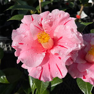 �Ԗ� ��؂̕c/�ցi�c�o�L�j�F�`���[���Y�w���e�B�[ 4���|�b�g