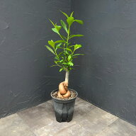 観葉植物/バオバブ：ディギタータ（実生株） 7号鉢植え26-01