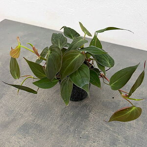 �ϗt�A��/�t�B���f���h�����F�~�J���X 3���|�b�g