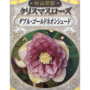 |iRzj̃NX}X[YF_uS[hlIVF[h3|bg