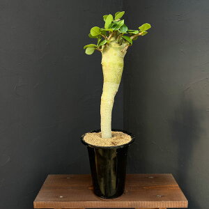 ϗtA/AfjE FXyVZNg 525-01