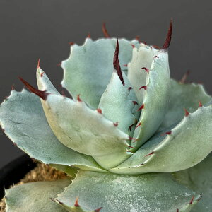 ϗtA/AKxF|^g _} 2.5A