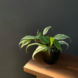 �ϗt�A��/�t�B���f���h�����F�I�L�V�J���W�E�� ���I 3.5���|�b�g