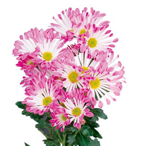 Ԃ̕c/LNiejFsXR2.5|bg