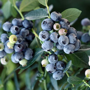 ʎ̕c/u[x[iTUnCubVnjF~XeB[7|bg