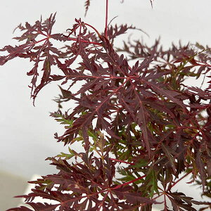 Ԗ ؂̕c/~WiJGfjFg}icxjV_j4|bg