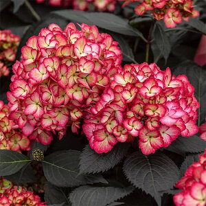 Ԗ ؂̕c/AWTCFGNvX7|bg