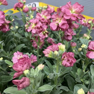 Ԃ̕c/XgbNijFVe Z[huE3.5|bg