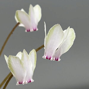 Ԃ̕c/VNinjFwftHE Ffzy260647z3|bgyi̔z