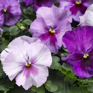 Ԃ̕c/pW[Ff^viPROj x_[u[VF[h 3`3.5|bg 2Zbg