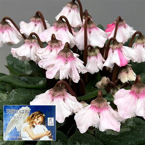 VNF|̓Vĝ͂ ɏىV[Yi25-08j5Ayi̔z