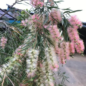 Ԗ ؂̕c/JXeFCW[3.5-4|bg