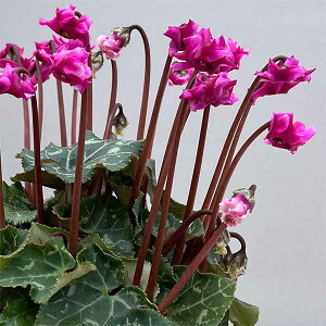 Ԃ̕c/VNi~jjFLς炫i25-06j3|bgyi̔z