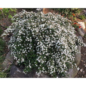 Ԗ ؂̕c/emEinCubgj3|bg