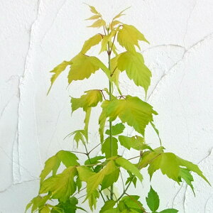 Ԗ ؂̕c/lOhJGfFP[YS[h3.5|bg