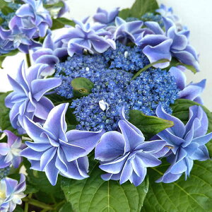 Ԗ ؂̕c/AWTCF鐝ij3.5|bg