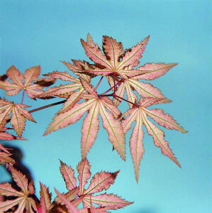 Ԗ ؂̕c/~WFgixjVM^cTj3.5|bg